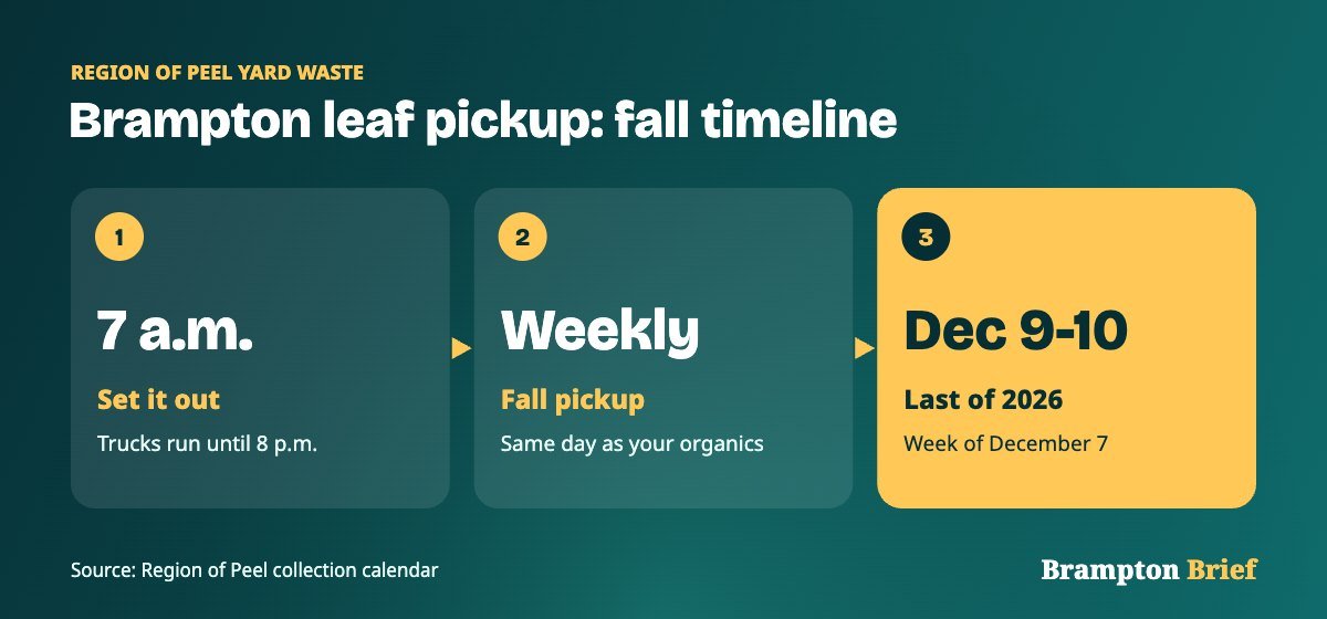Timeline graphic showing Brampton yard waste set out by 7 a.m., weekly fall pickup and the last 2026 collection on December 9 and 10